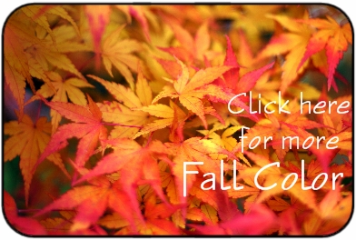FallColor