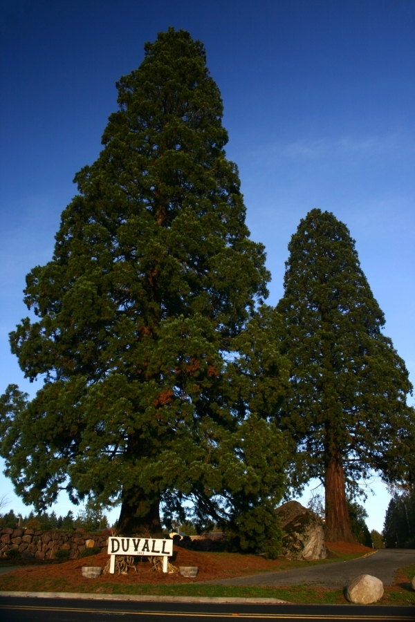 Duvall Big Rock Sequoias