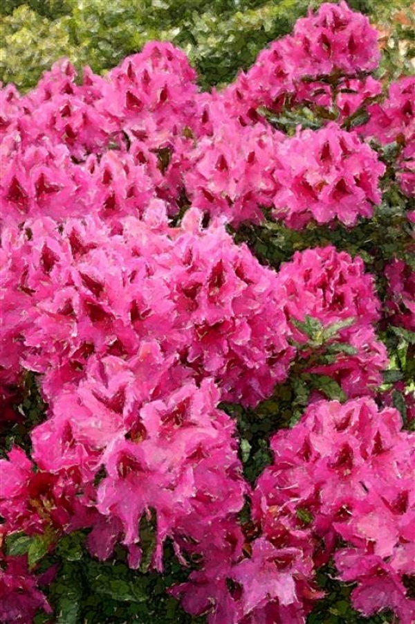 Pink Rhododendrons