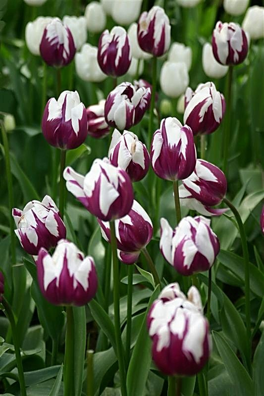 Purple and White tulips