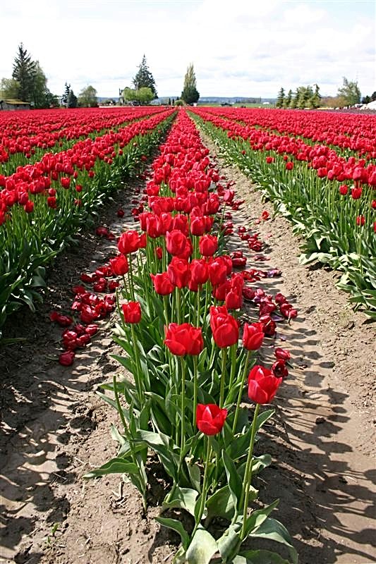 Red Tulips All in a Row