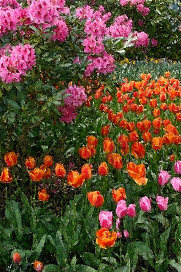 Tulips and Rhododendrons