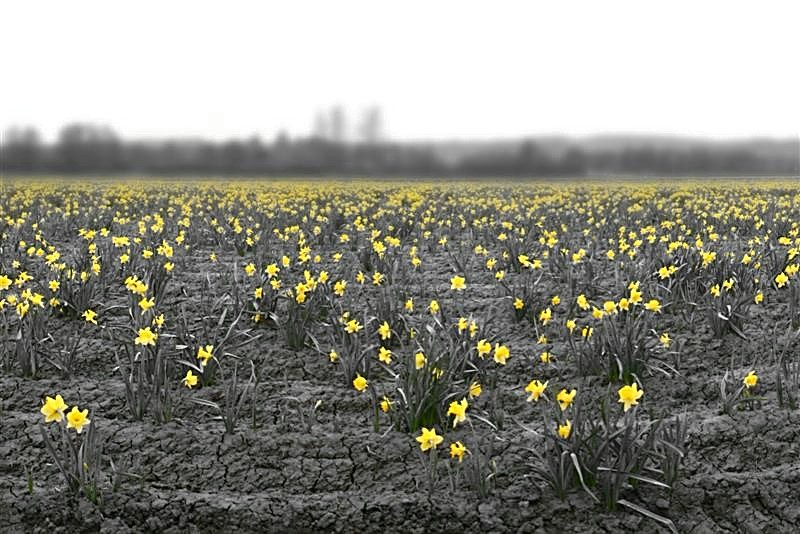 Yellow Daffodils Brightening A Grey World
