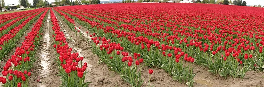 Red Rows of Tulips