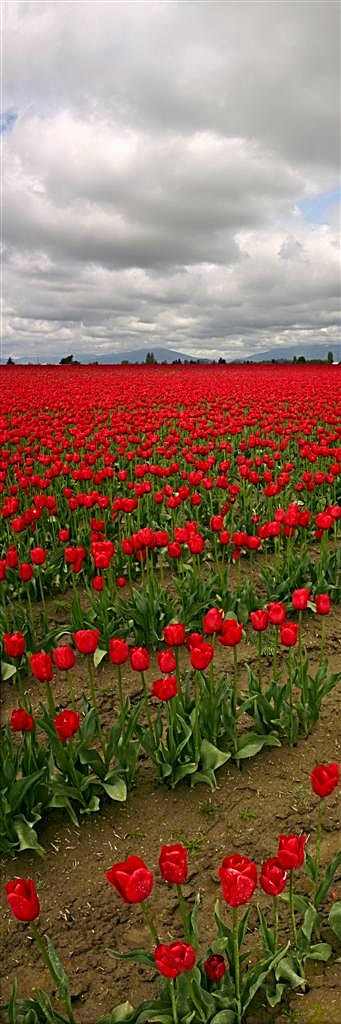 Red Tulip Invasion
