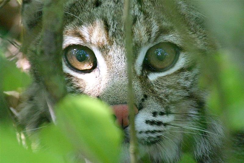 Face to Face with a Bobcat