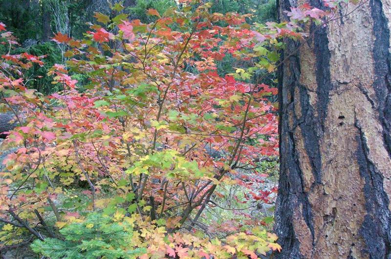 Fall Colors