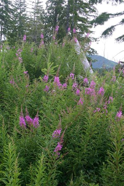 Mountain Flowers