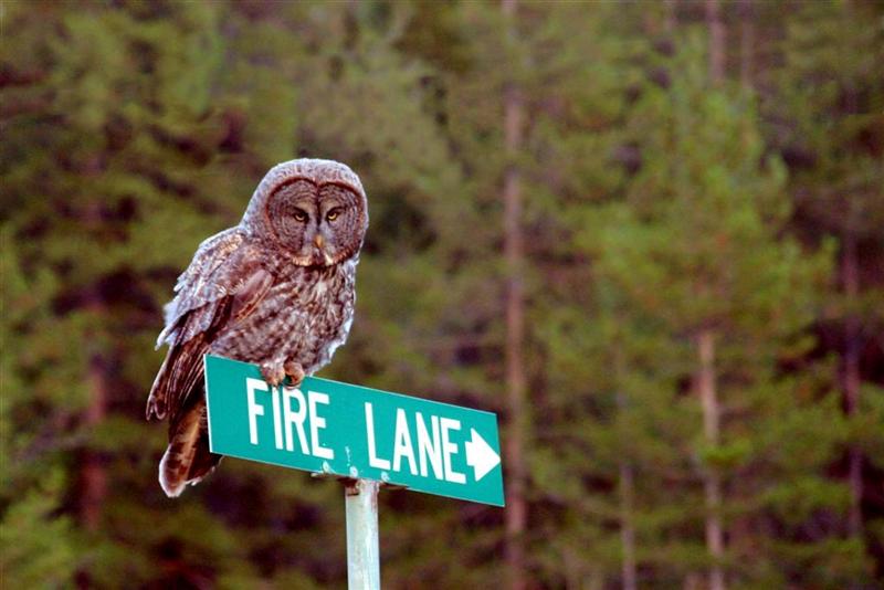 Fire Lane Owl