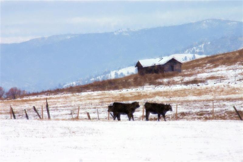 Old House and Cows