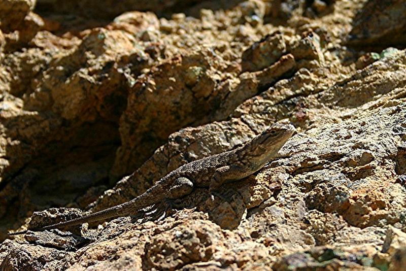 Lizard