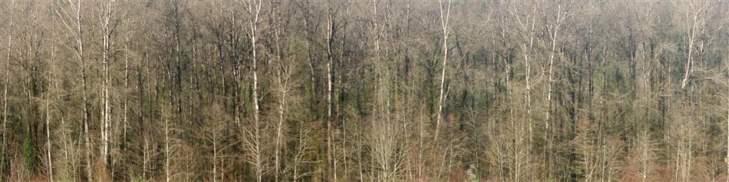Trees Panorama