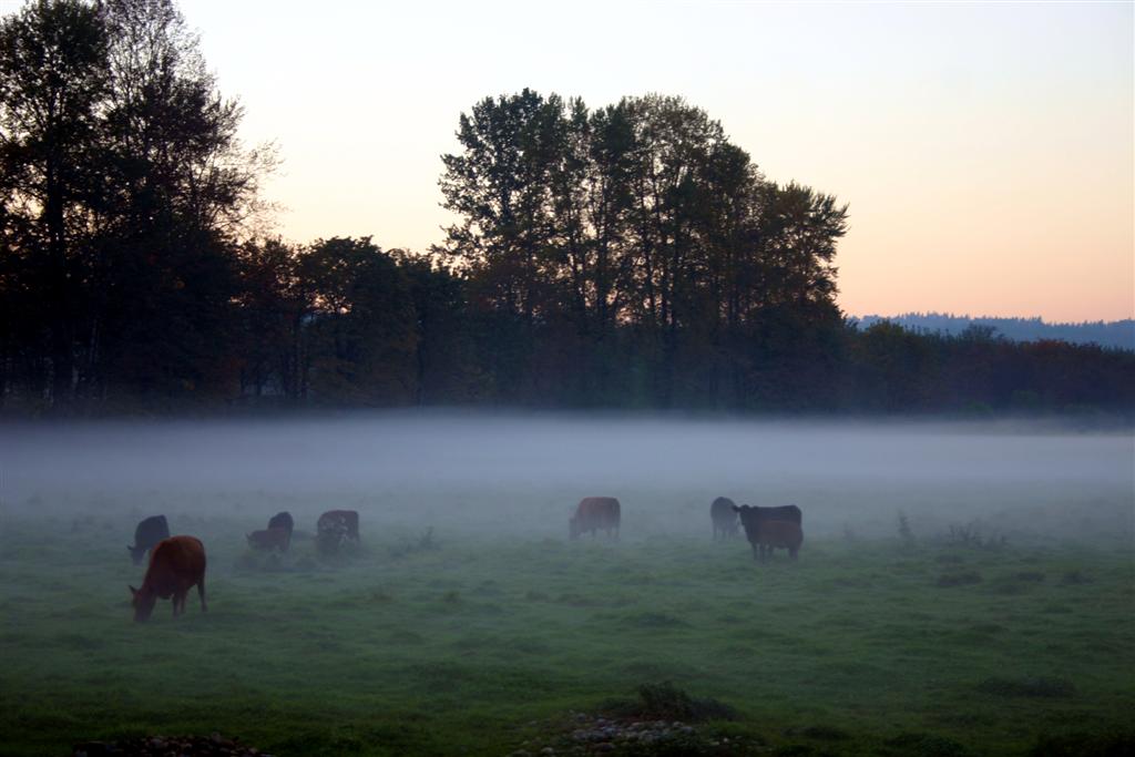 Ghostly Cows