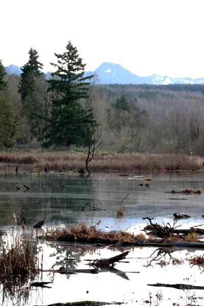 Stillwater Swamp Painted